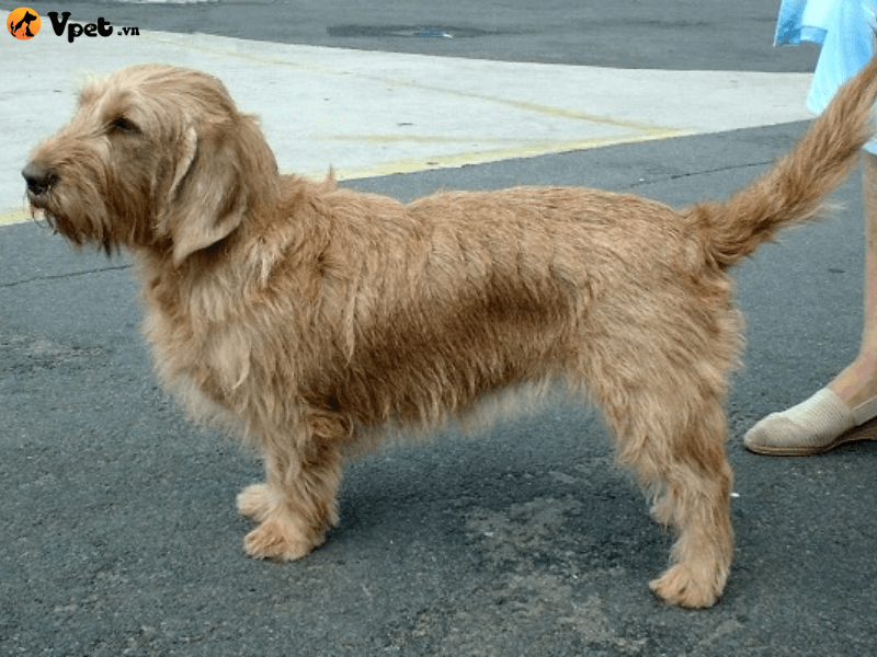 Chó Basset Fauve de Bretagne