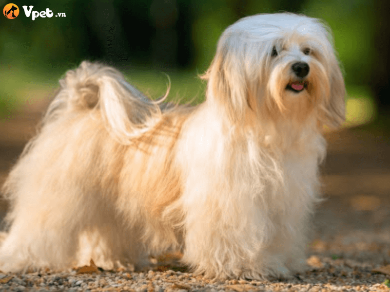 Giá thành của loài chó Bichon Havaneseis
