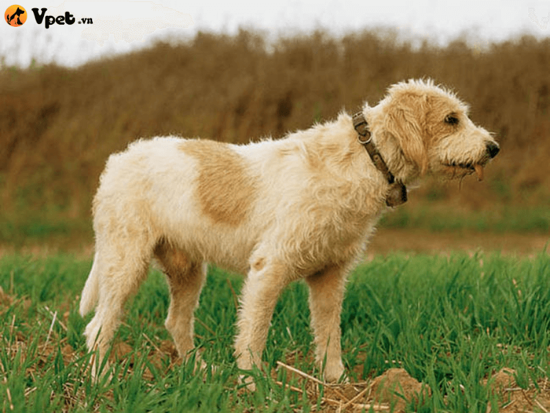 Nguồn gốc xuất xứ của loài chó Briquet Griffon Vendeen