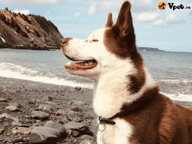 Đặc điểm của chó Inuit Canada