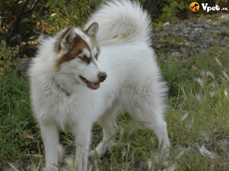Sinh sản của chó Canada Eskimo