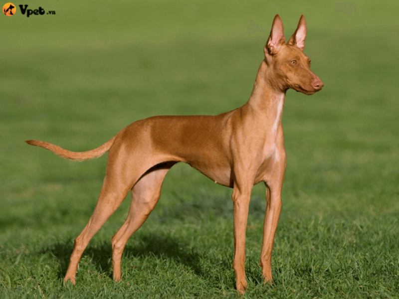 Đặc điểm ngoại hình của Sicilian Greyhound