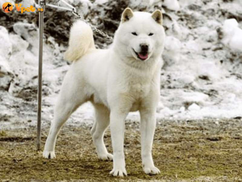 Nguồn gốc giống chó Hokkaido