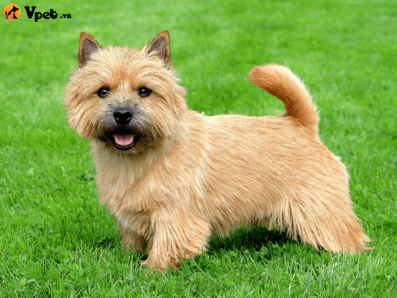 Đặc điểm hình dạng ngoại hình của chú chó Norwich Terrier