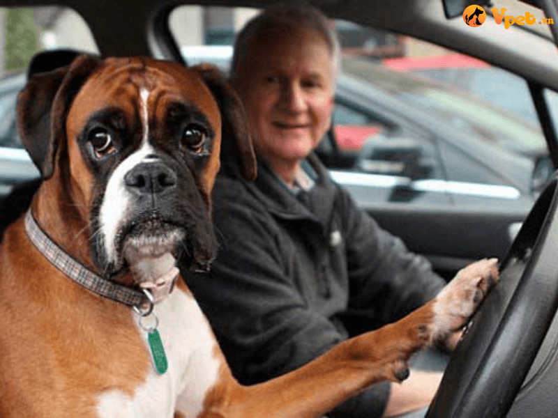 Cách điều trị cho chú chó khi bị say xe