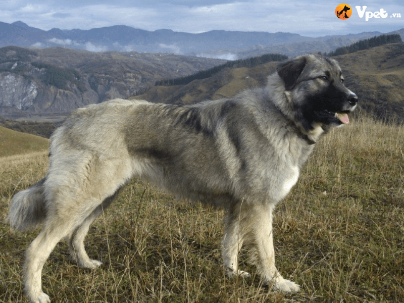 Nguồn gốc xuất xứ của chó chăn cừu CarpaThian Romania