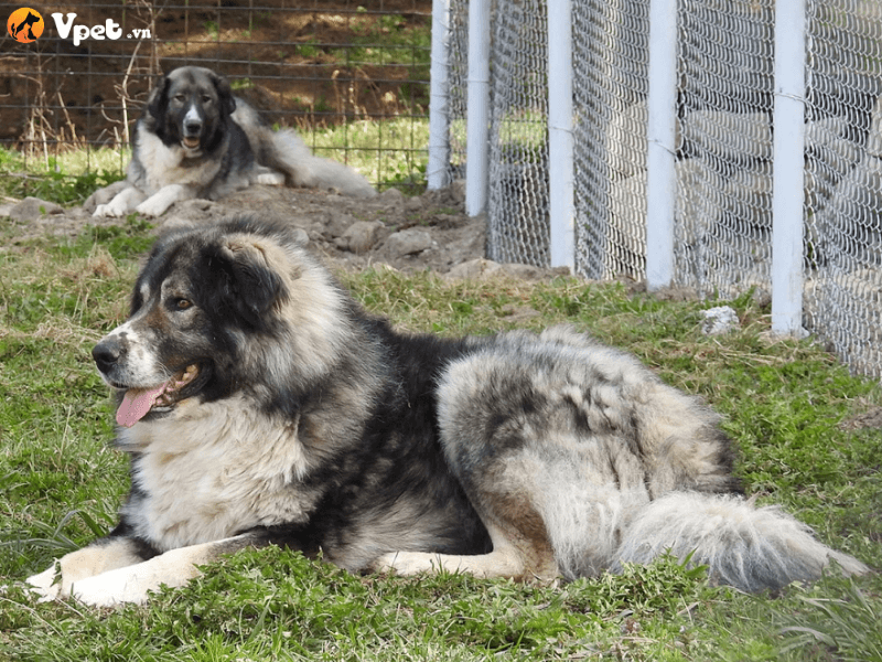 Đặc điểm ngoại hình của chú chó chăn cừu CarpaThian Romania 