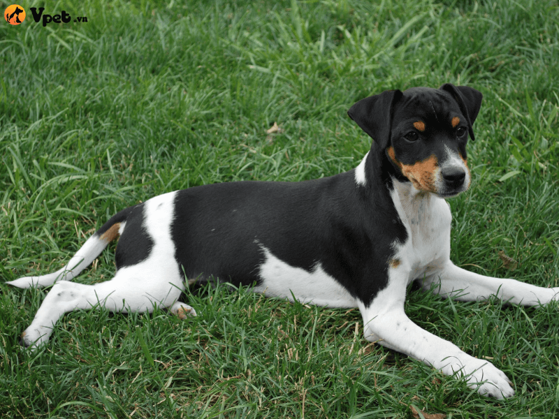 Đặc điểm của chó Brazil Terrier