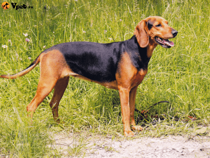 Nguồn gốc của chó săn Serbia