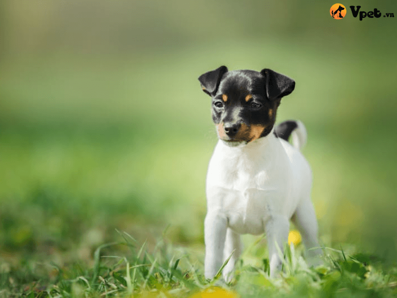 Đặc điểm hình dáng của Toy Fox Terrier