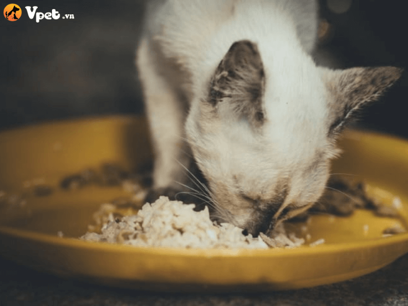 Nguyên nhân dẫn đến chứng cuồng ăn ở mèo