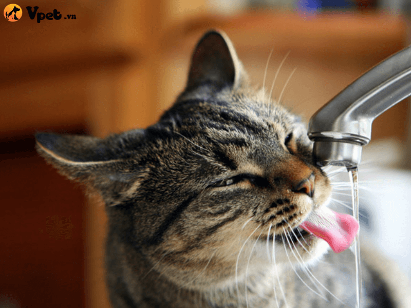 Nguyên nhân khiến mèo uống nước nhiều bất thường và đi tiểu nhiều lần