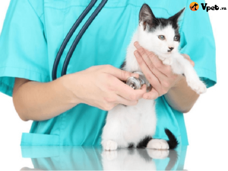 Điều trị chứng cuồng uống và đa niệu cho mèo