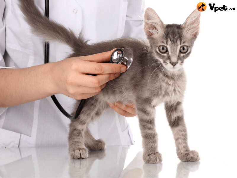 Chẩn đoán khớp hông phát triển bất thường ở mèo