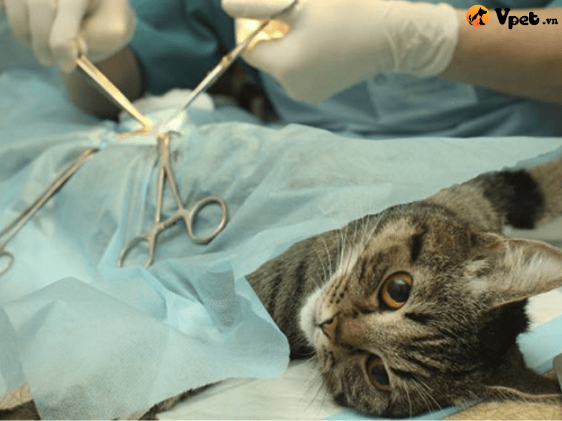 Điều trị loạn sản xương hông cho mèo