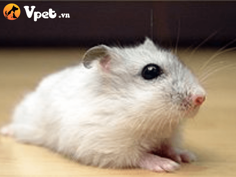 Giá bán của chuột đồng Siberia