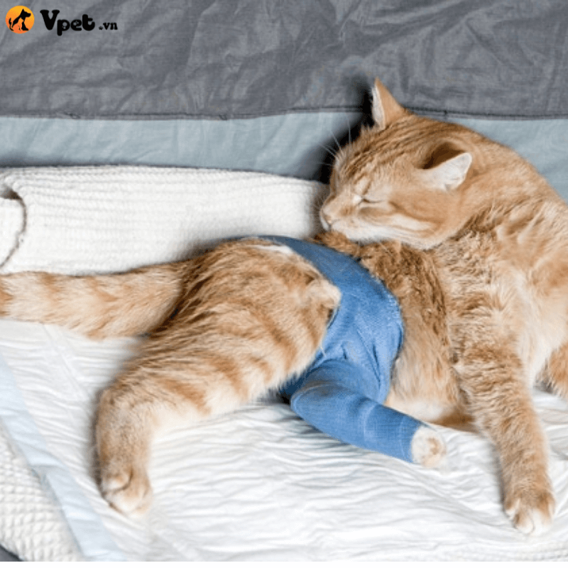 Phẫu thuật và trị liệu vật lý cho mèo bị dị dạng xương ngực