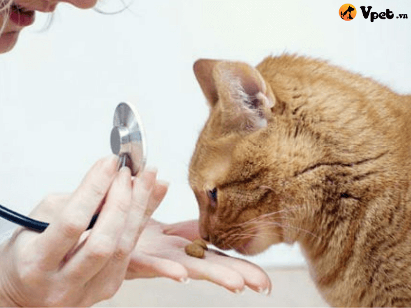Điều trị mèo mất cân bằng về mặt hóa học trong nước tiểu
