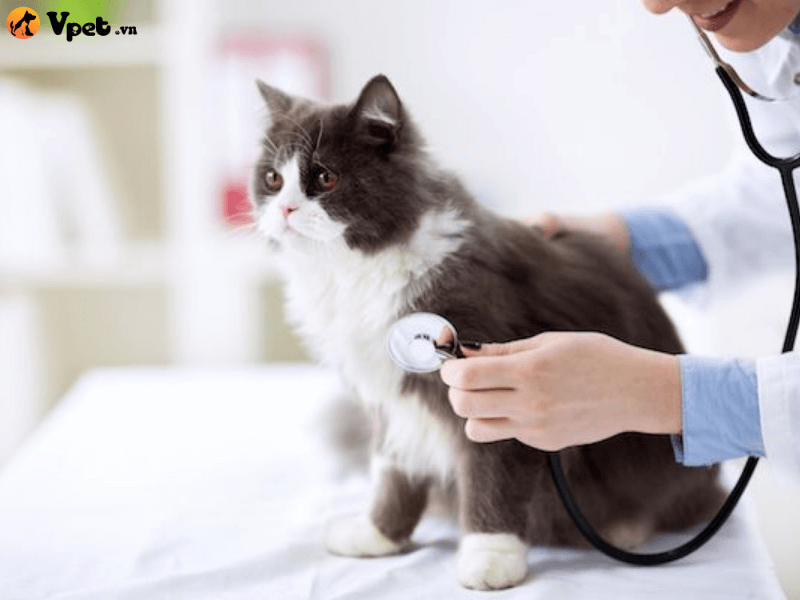 Điều trị mèo bị giun hình ống tròn ký sinh