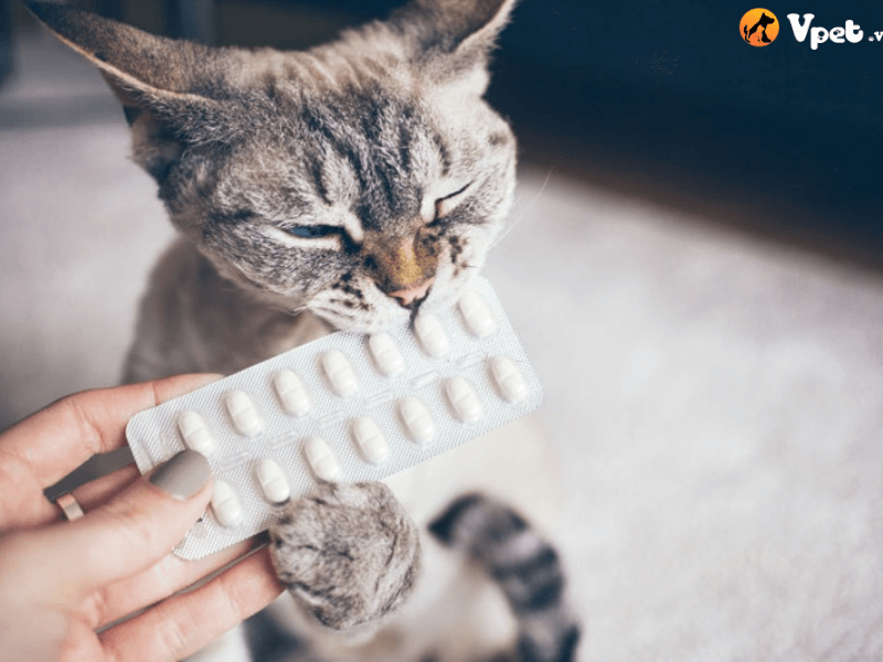 Phương pháp chữa trị giun móc ở mèo