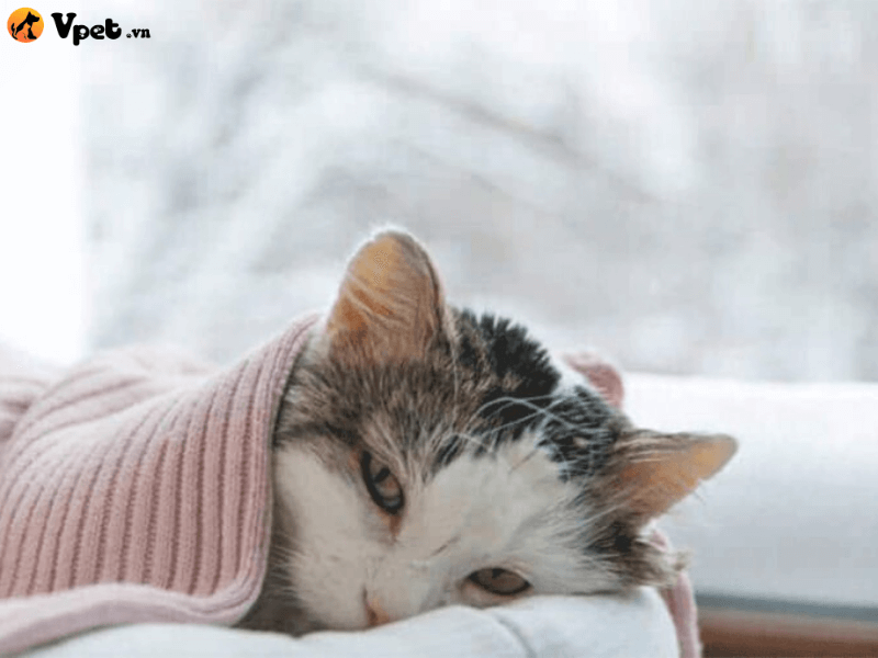 Chăm sóc mèo bị bệnh giun móc