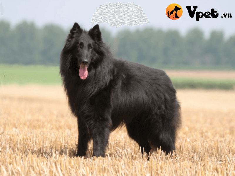 Đặc điểm ngoại hình của chó chăn cừu Bỉ