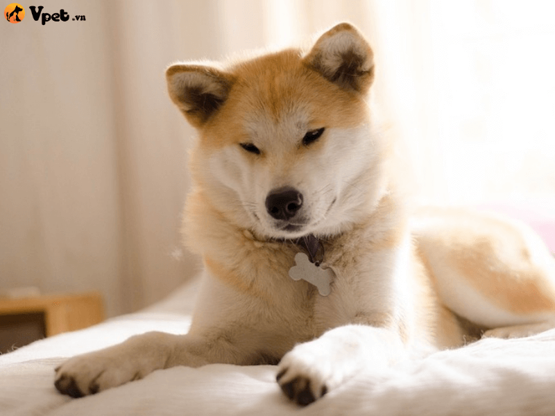 Đôi nét về chó Akita Inu