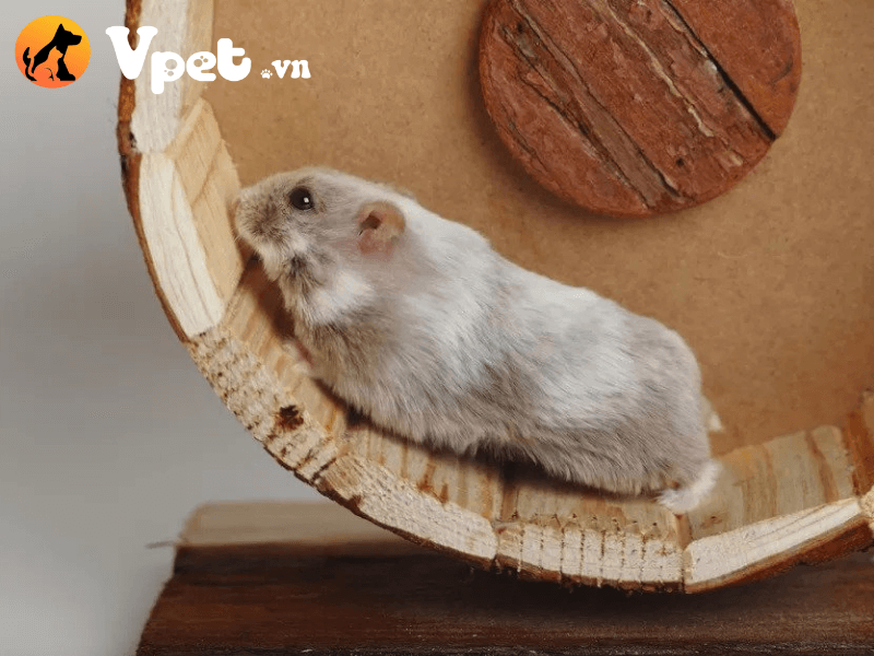 Giá cả để sở hữu một chú chuột Dwarf Hamster
