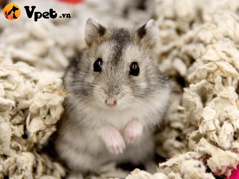 Giá cả của chú chuột Hamster Campell lông sóc