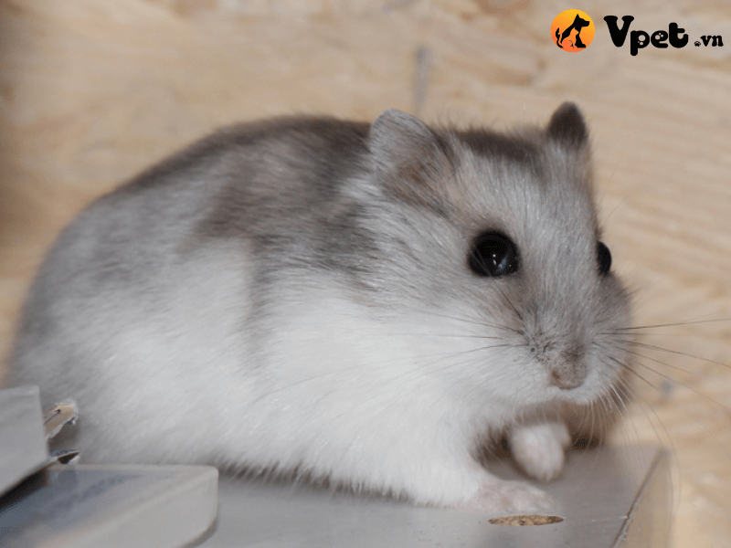 Những đặc điểm của Winter white hamster
