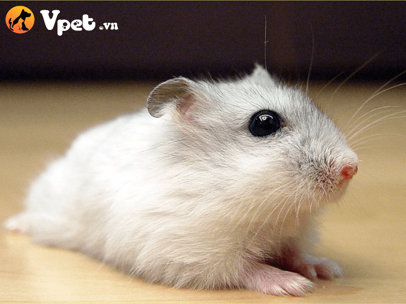 Ngoại hình của chuột đồng Nga lùn
