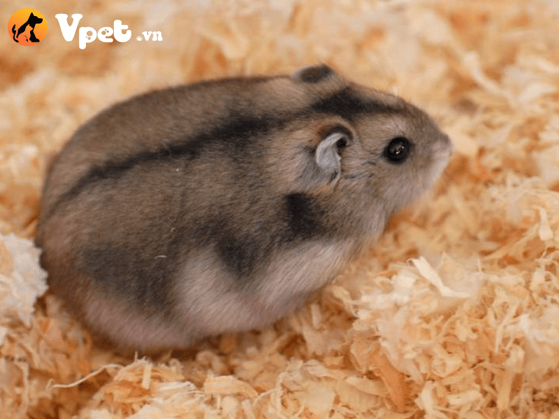 Giá bán của Hamster Dwarf Winter White Nga