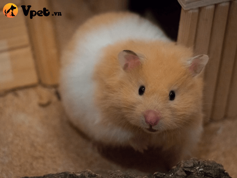 Sự bảo tồn và giá của chuột hamster bear