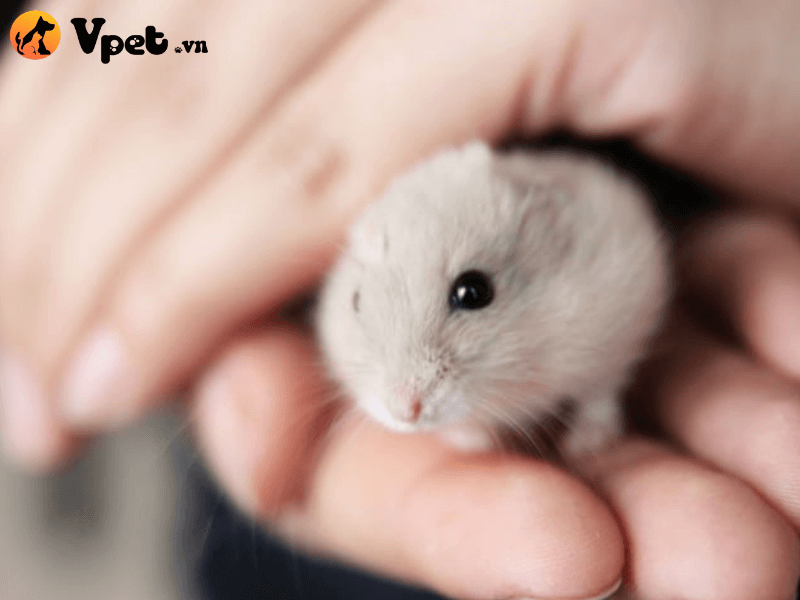 Hamster Trung Quốc có nguồn gốc từ đâu?