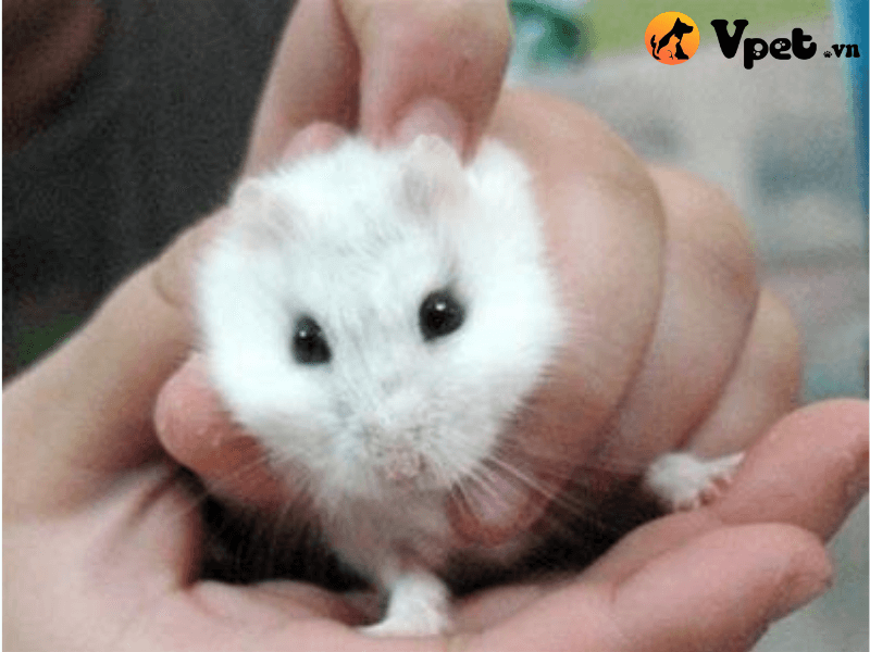 Giá bán của Hamster Trung Quốc
