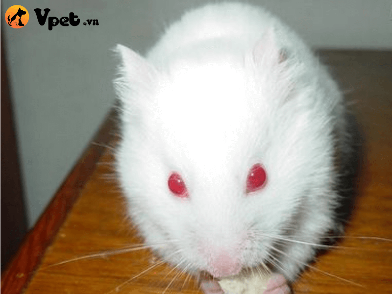Hamster Winter White mắt đỏ và nguồn gốc