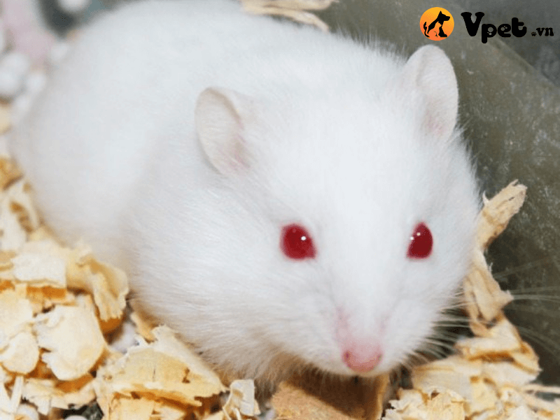 Đặc điểm nhận dạng của Hamster Winter White mắt đỏ