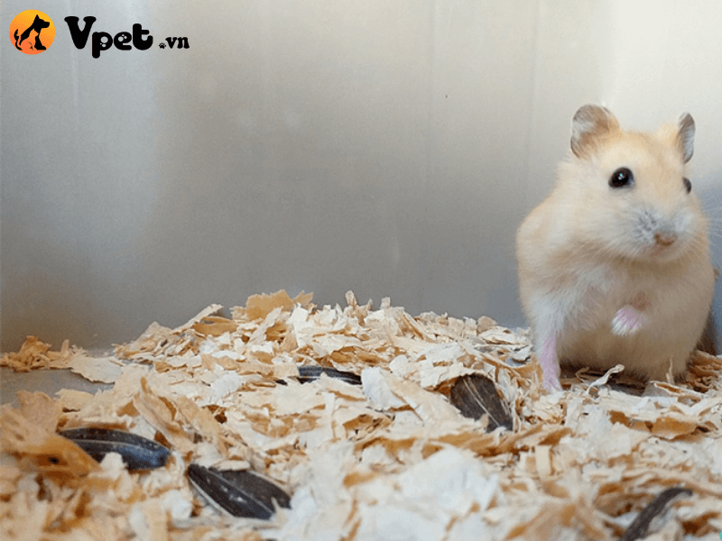 Giá cả của chuột Hamster Winter White vàng chanh