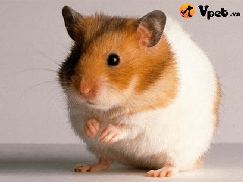Hamster bear vàng có nguồn gốc ở đâu?