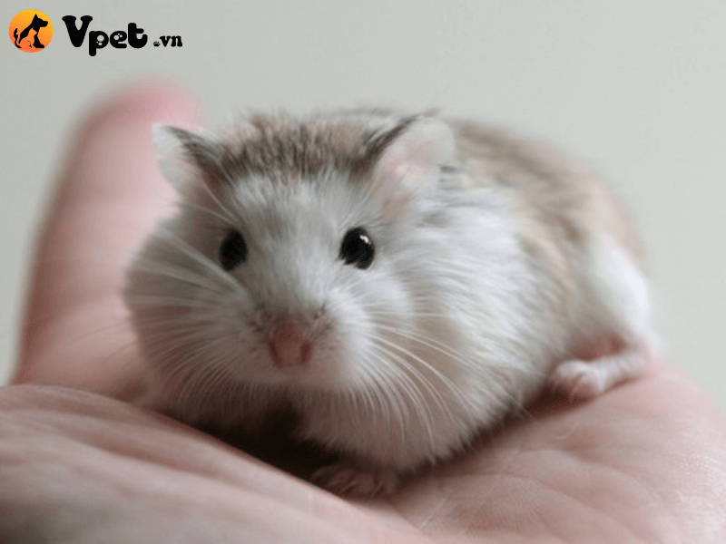 Nguồn gốc của Hamster robo Pied 