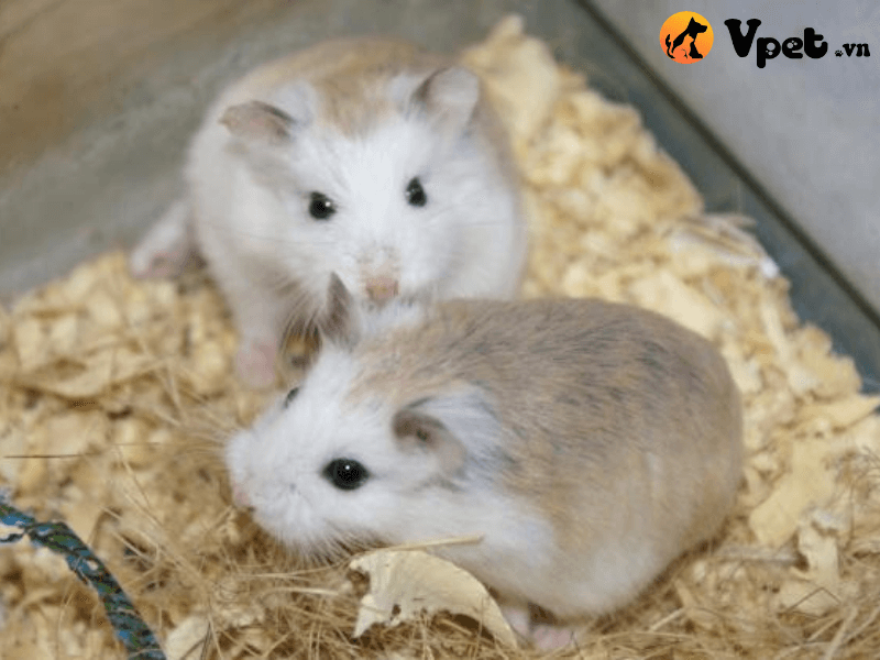 Hamster robo mặt trắng có nguồn gốc ở đâu?