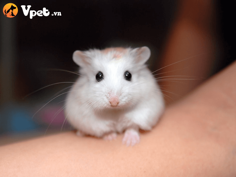 Chuột Robo mặt trắng có đắt không?