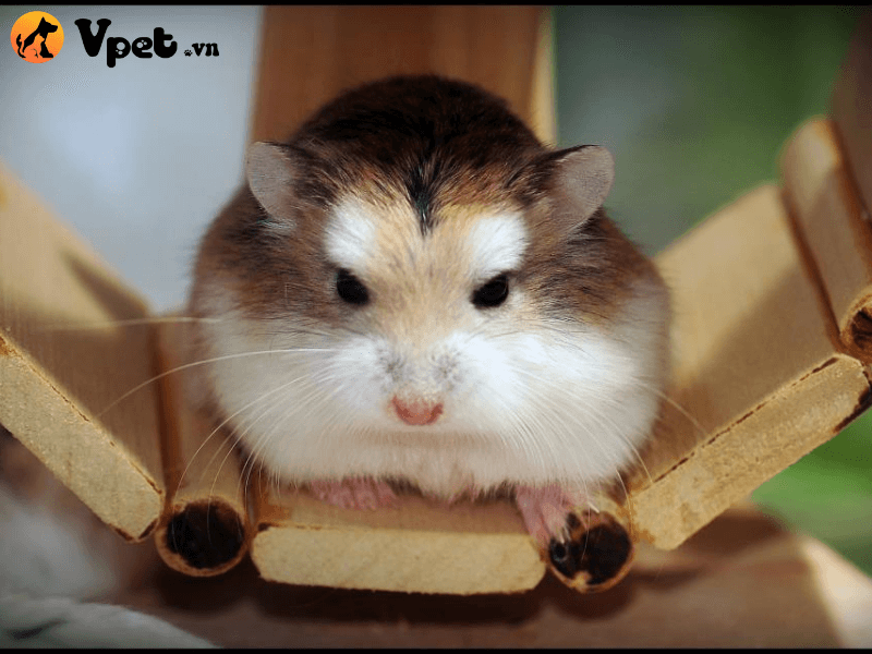 Hamster robo mặt nâu có nguồn gốc từ đâu?