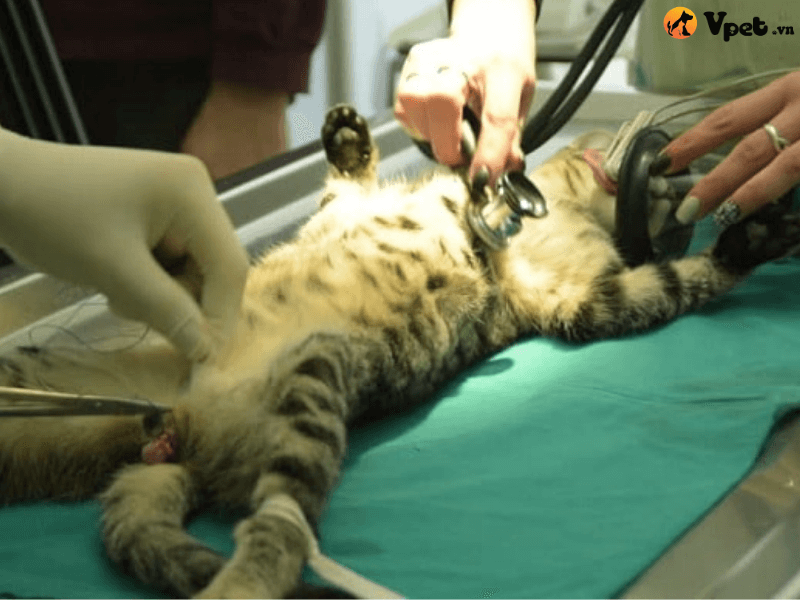Điều trị mèo gặp khó khăn trong hô hấp do đầu ngắn
