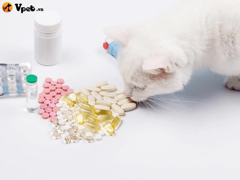 Điều trị kháng hóa phổi ở mèo