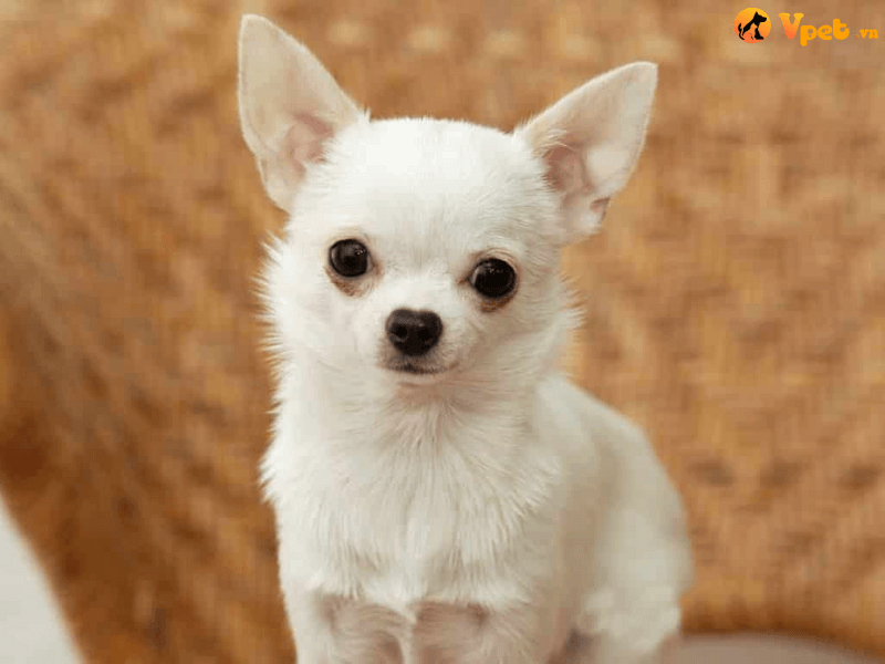 Tuổi thọ cao nhất mà chú chó Chihuahua có thể đạt tới