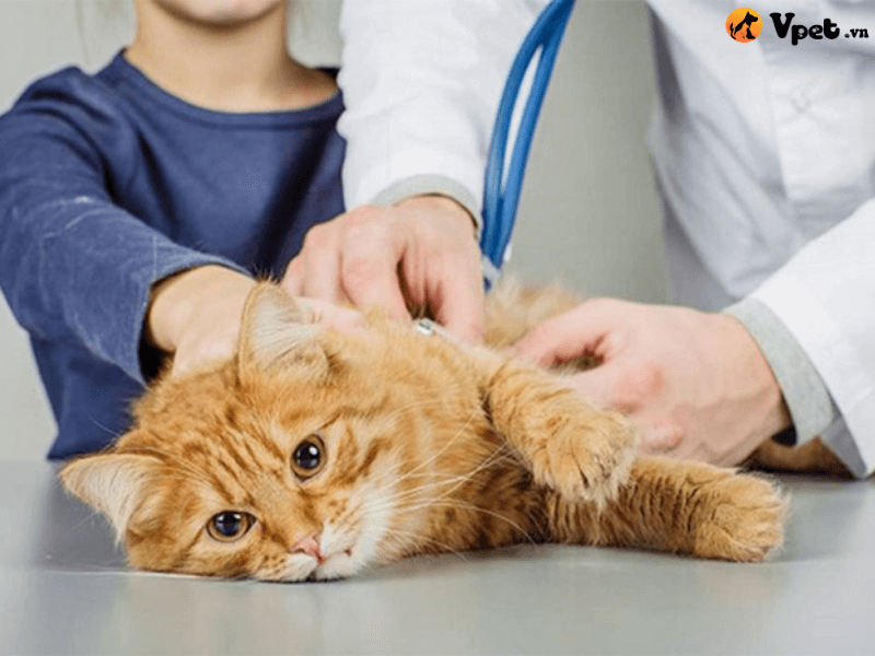 Chẩn đoán mèo gặp vấn đề hô hấp do ký sinh trùng