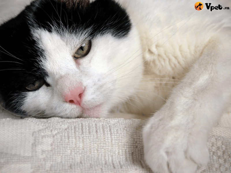 Triệu chứng và phân loại khi mèo gặp vấn đề hô hấp do ký sinh trùng