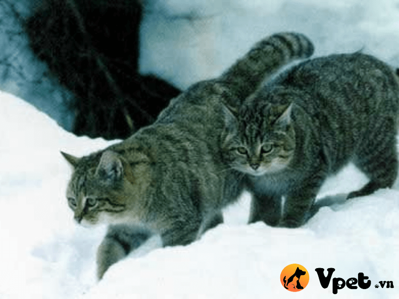 Mèo rừng Caucasica có nguồn gốc từ đâu?
