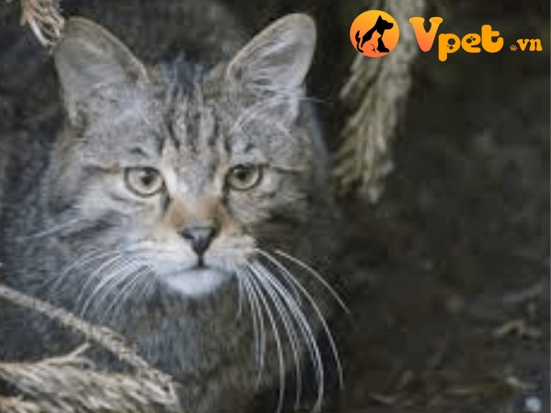 Ngoại hình của Caucasica wildcat
